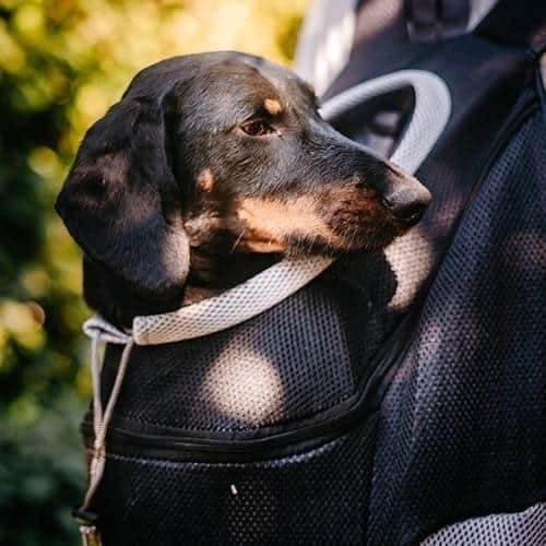 doggykingdom_backpack_black_1024x1024_2x_e2dc9b10-9967-402c-950d-f656cf0075ae_1024x1024.jpg
